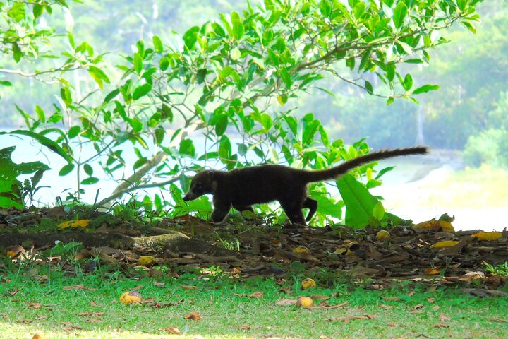 Cruiseline Excursion Colon: Rainforest, San Lorenzo Fort and Canal Expansion