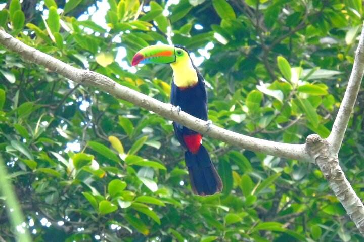 Cruiseline Excursion Colon: Rainforest, San Lorenzo Fort and Canal Expansion