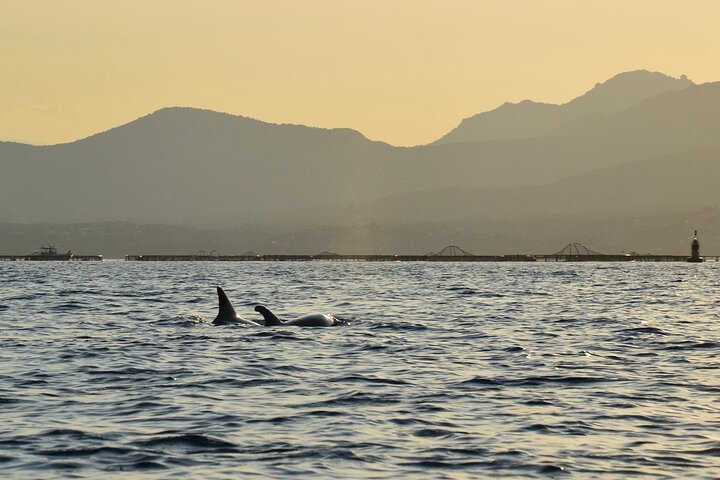 Kayak tour with aperitif and dolphins