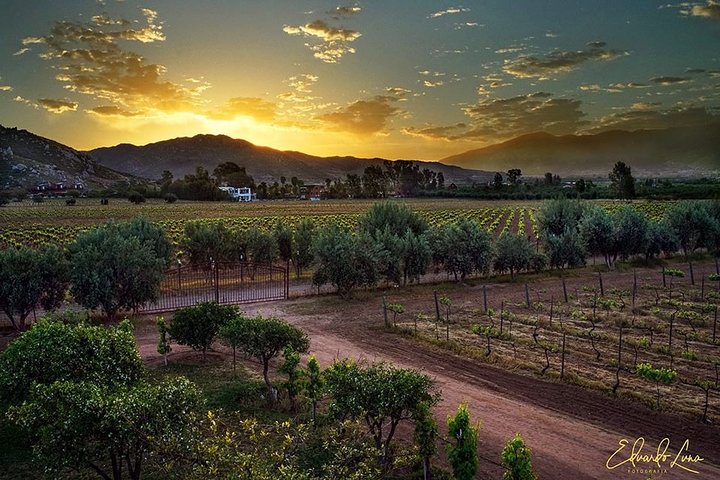 Guadalupe Wine Valley Tour