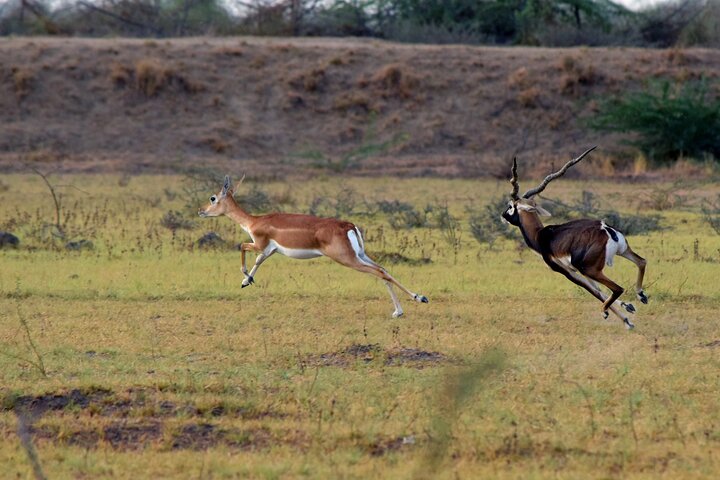 Bhuj to Narayan Sarovar Sanctuary Private Day Tour