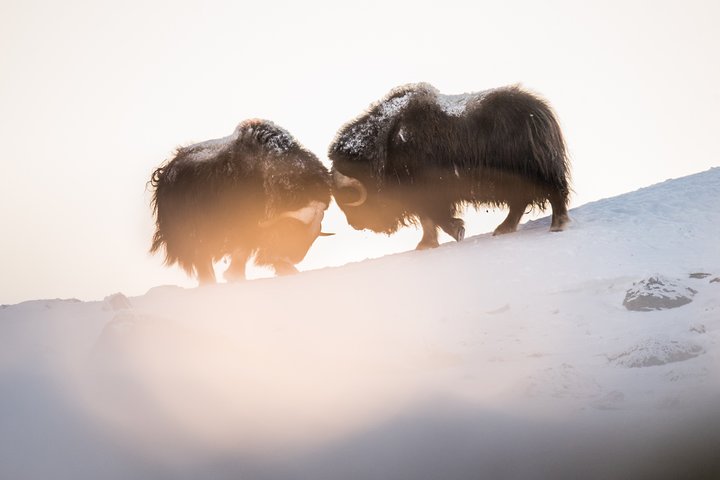 Musk ox Safari in Dovrefjell National Park, Oppdal Safari
