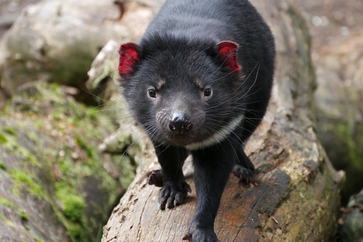 1-Hour Tasmanian Devil Feeding Day Tour at Cradle Mountain