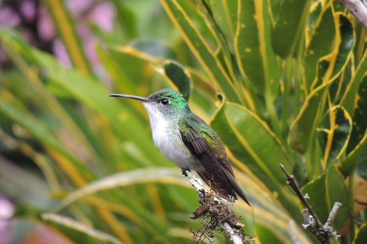 Mindo Cloud Forest Private Day Tour