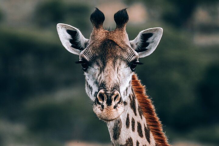 Hwange Park Big 5 Game Drive!