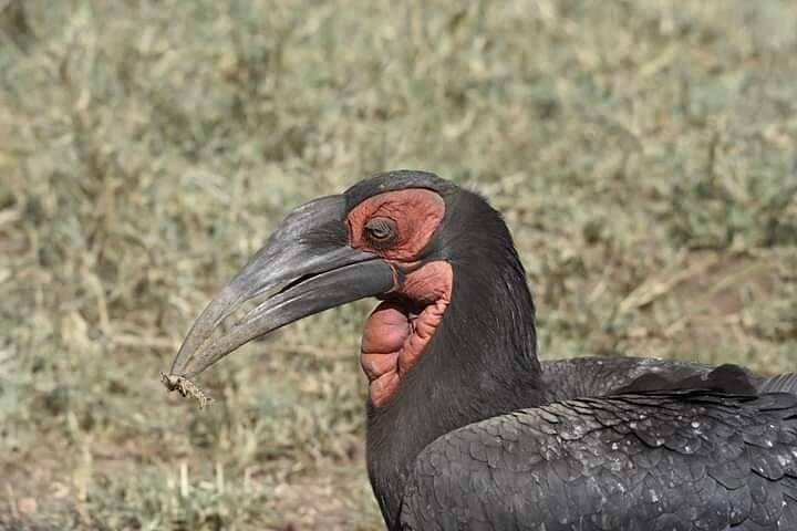 Hwange Park Big 5 Game Drive!