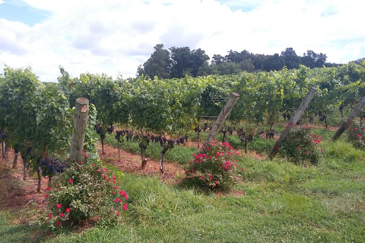 Private Wine Tours Transportation, starting from 3 people & more