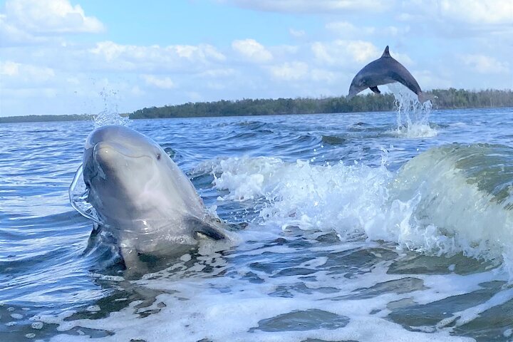 Everglades Birding, Dolphin and Wildlife Boat Tour (2 hours)