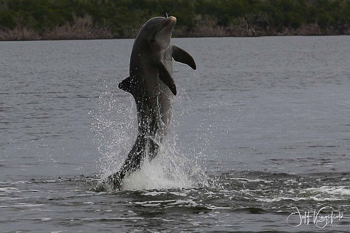 Everglades Birding, Dolphin and Wildlife Boat Tour (2 hours)
