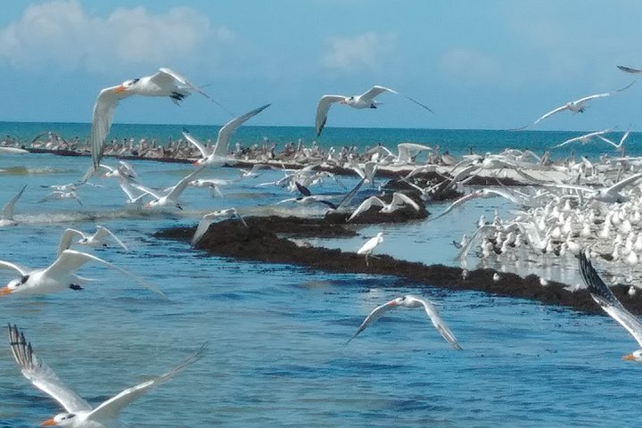 Everglades Birding, Dolphin and Wildlife Boat Tour (2 hours)