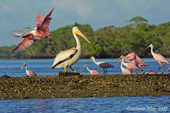 Everglades Birding, Dolphin and Wildlife Boat Tour (2 hours)