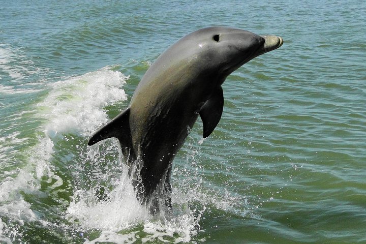 Everglades Birding, Dolphin and Wildlife Boat Tour (2 hours)