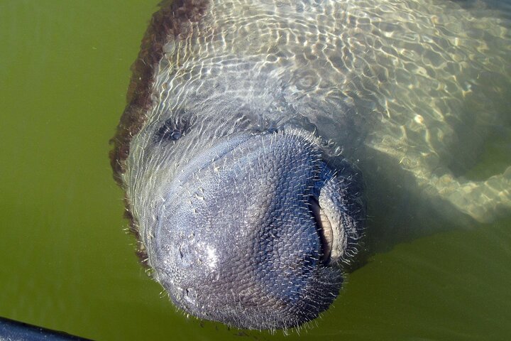 Everglades Birding, Dolphin and Wildlife Boat Tour (2 hours)