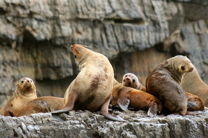 Tasman Island Cruises Day Tour from Hobart