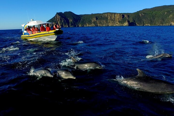 Tasman Peninsula Wilderness Cruise from Port Arthur