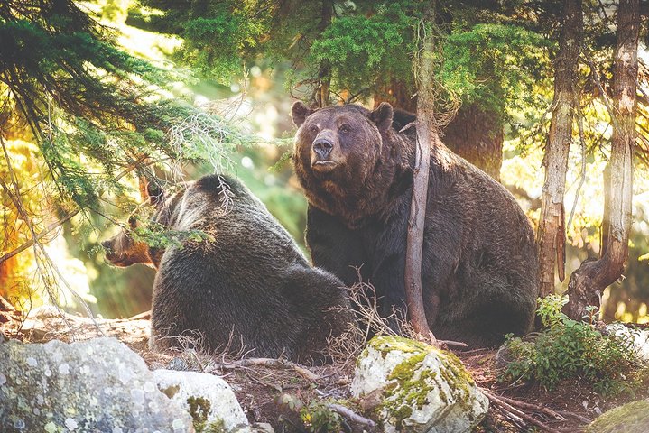 Grouse Mountain Admission Ticket