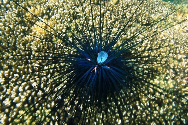 Shore Excursion Premium Family Snorkeling Experience