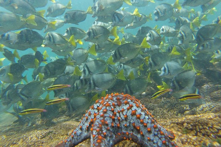 Shore Excursion Premium Family Snorkeling Experience
