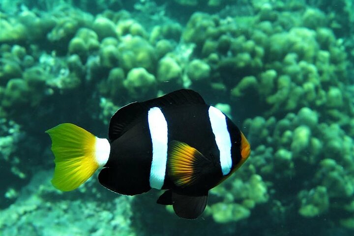 Full-Day Phi Phi Islands Tour with Lunch from Krabi