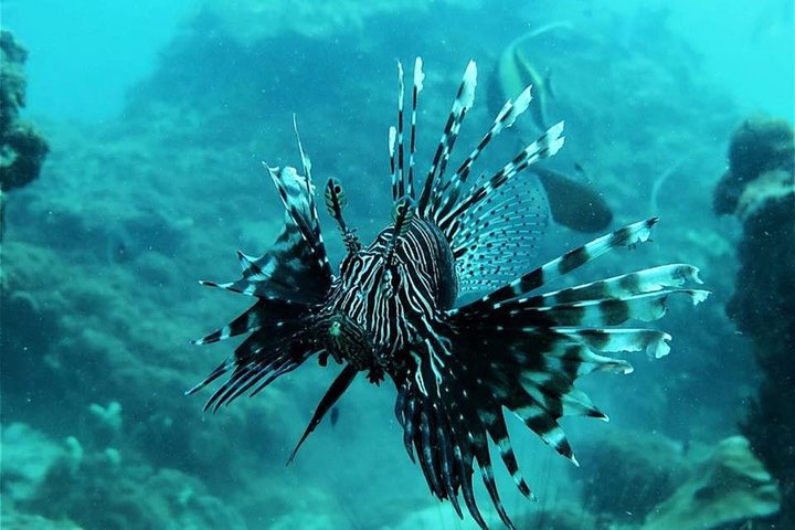 Full-Day Phi Phi Islands Tour with Lunch from Krabi