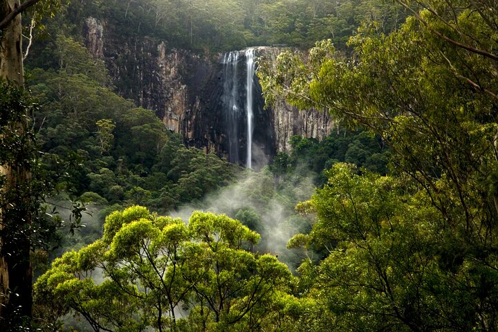 Glow-worms, Waterfalls & Rainforest Experience