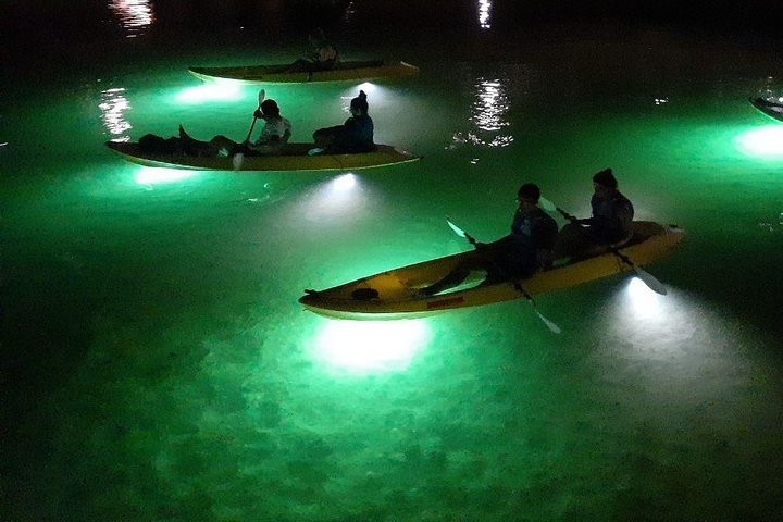Sharkeys Glass Bottom Fish Feeding LED Night Tour St. Pete Beach