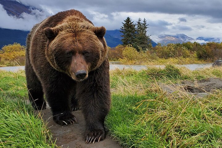 PRISTINE - Wilderness, Wildlife, Glacier Experience in Anchorage