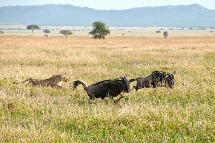 Hwange Park Big 5 Game Drive!