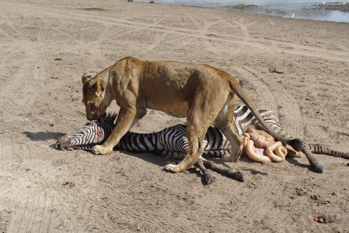 Hwange Park Big 5 Game Drive!