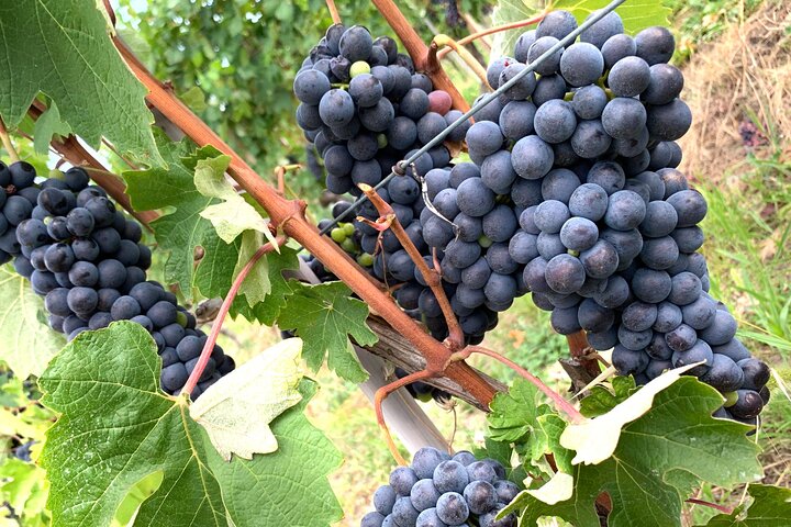 Tuscan Wine Tour in Lucca by van