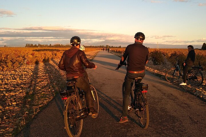 Vineyard of the Alpilles by bike