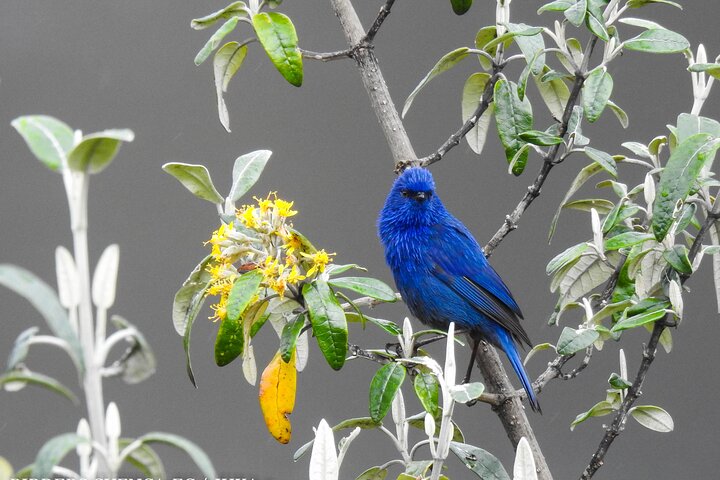 Birdwatching Tour in Cajas National Park from Cuenca