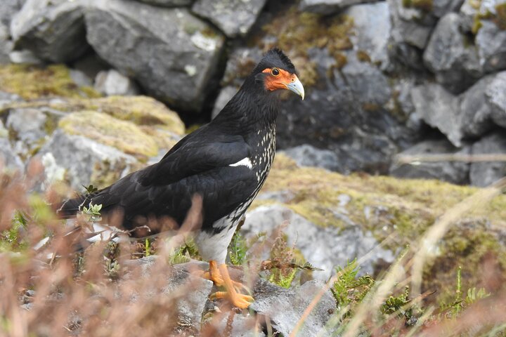 Birdwatching Tour in Cajas National Park from Cuenca