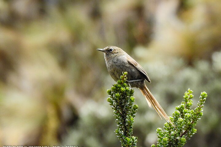 Birdwatching Tour in Cajas National Park from Cuenca