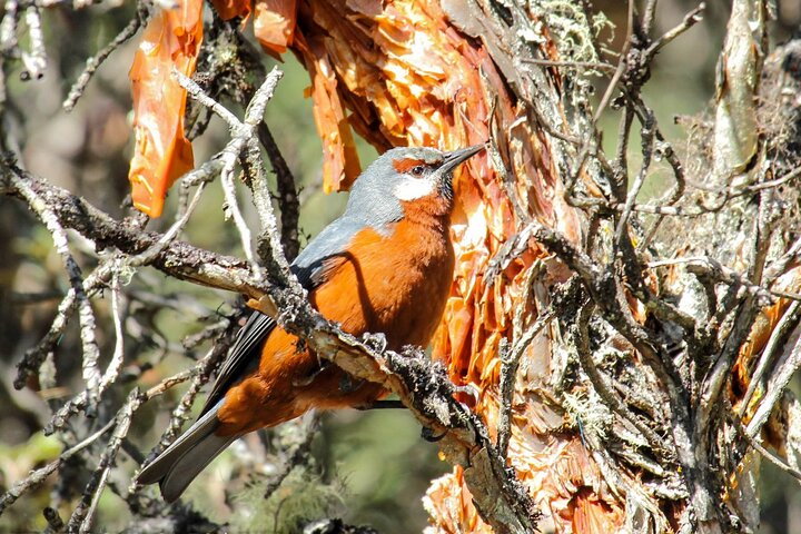 Birdwatching Tour in Cajas National Park from Cuenca