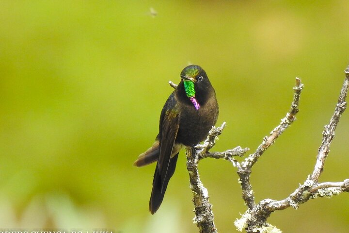 Birdwatching Tour in Cajas National Park from Cuenca