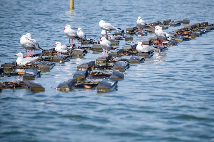 Catch a Crab Tour with Optional Seafood Lunch