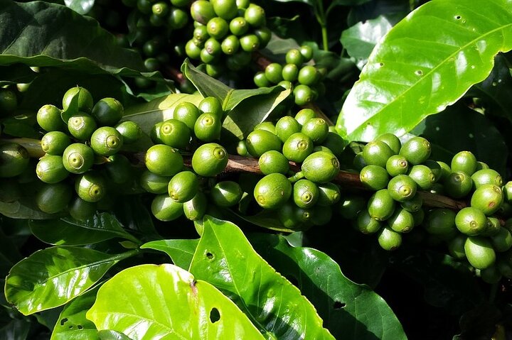 Explore The Rustic Life Of Thekkady