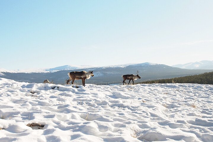 Arctic Day: Yukon Wildlife Half Day Viewing Tour