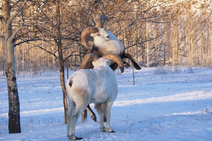 Arctic Day: Yukon Wildlife Half Day Viewing Tour