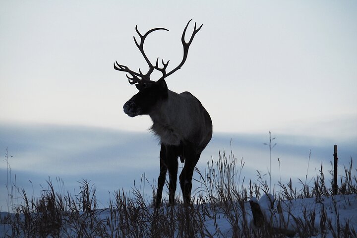 Arctic Day: Yukon Wildlife Half Day Viewing Tour