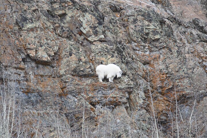 Arctic Day: Yukon Wildlife Half Day Viewing Tour