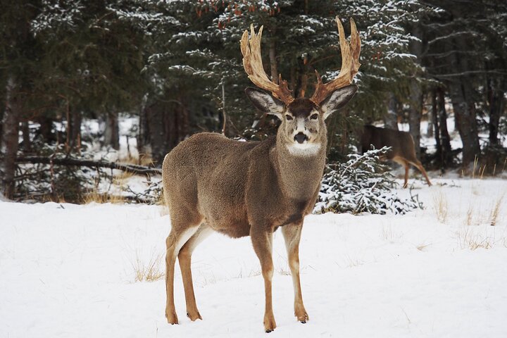 Arctic Day: Yukon Wildlife Half Day Viewing Tour