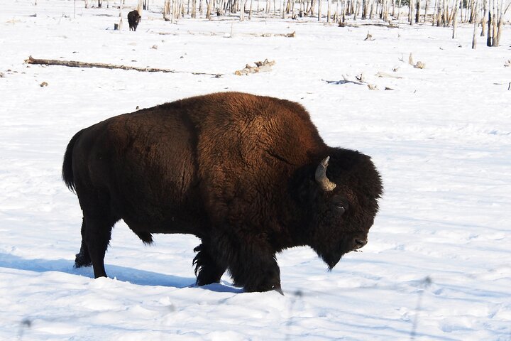 Arctic Day: Yukon Wildlife Half Day Viewing Tour