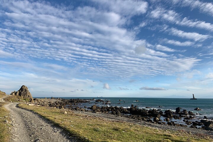 Seal Coast Safari - Exclusive access to Wellington's secret coast