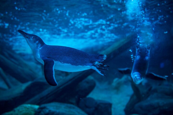 SEA LIFE Sunshine Coast Aquarium Entrance Ticket