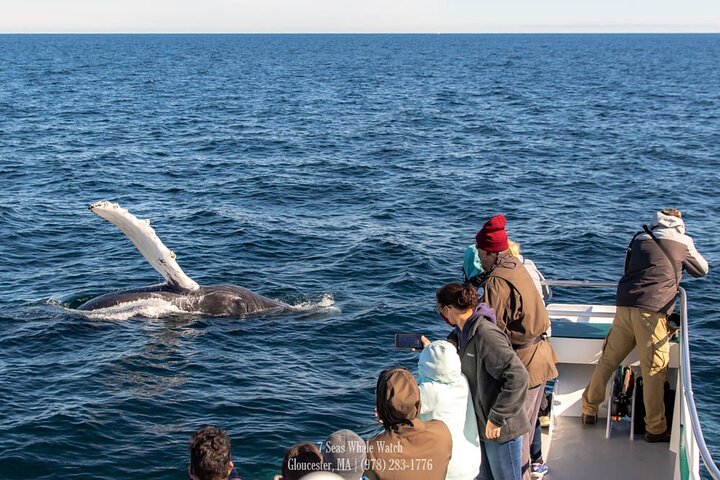Whale Watching Trips to Stellwagen Bank Marine Sanctuary. Guaranteed sightings!