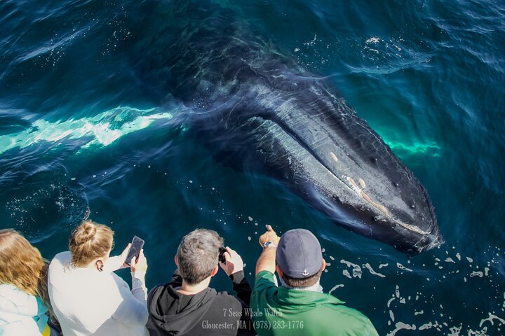 Whale Watching Trips to Stellwagen Bank Marine Sanctuary. Guaranteed sightings!