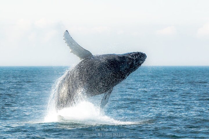 Whale Watching Trips to Stellwagen Bank Marine Sanctuary. Guaranteed sightings!