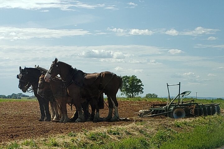Authentic Tour & Meal with the Amish!
